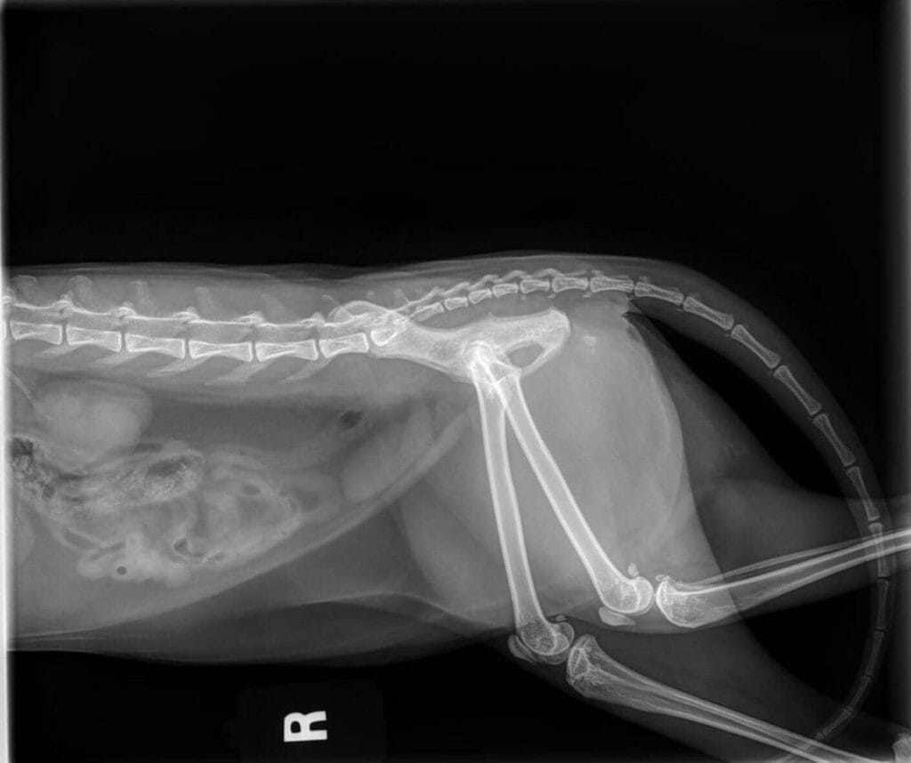 Cat xray #