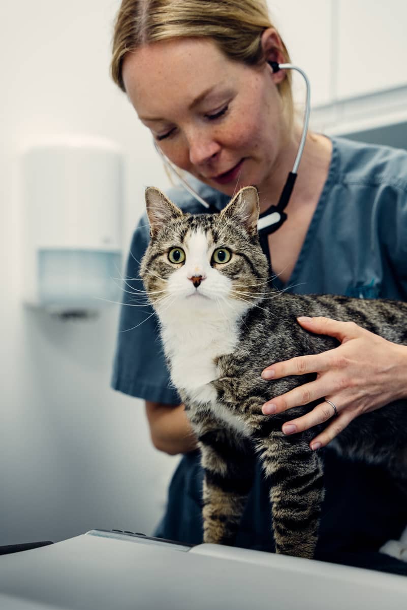 Nurse consultations #