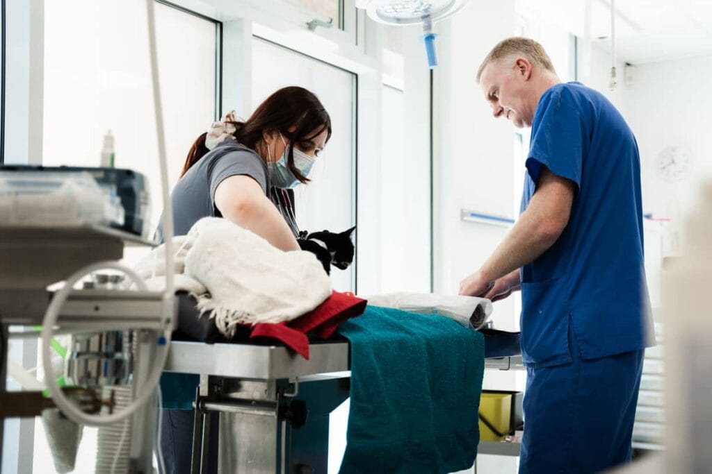 Advanced Feline Dentistry #