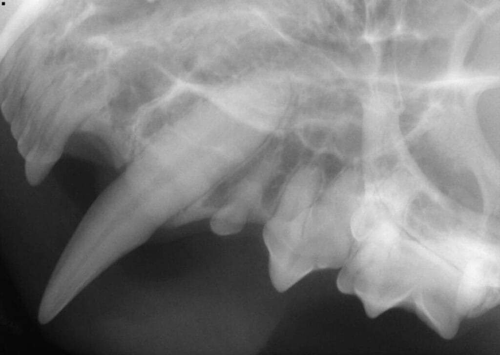 Advanced Dentistry #